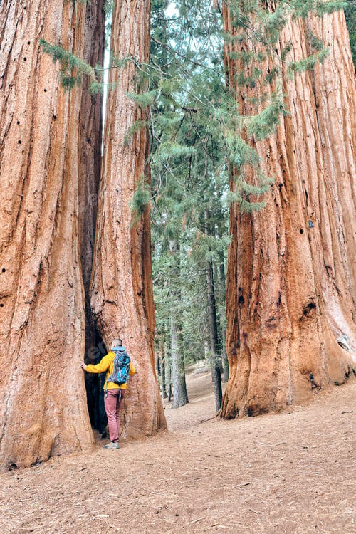 Preview: Tourist with backpack hiking in Sequoia National Park