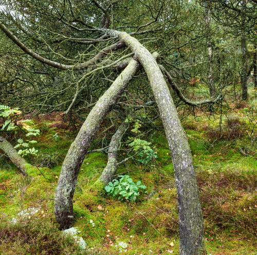 Preview: A photo of forest beauty in springtime