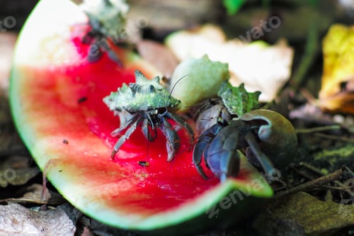 Preview: Closeup group of hermit crabs eating the watermelon