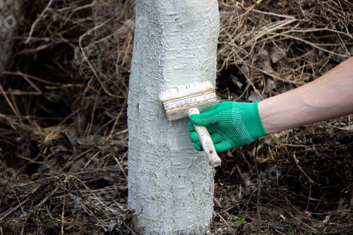 Preview: a man whitewashes trees in the garden in spring. Selective focus