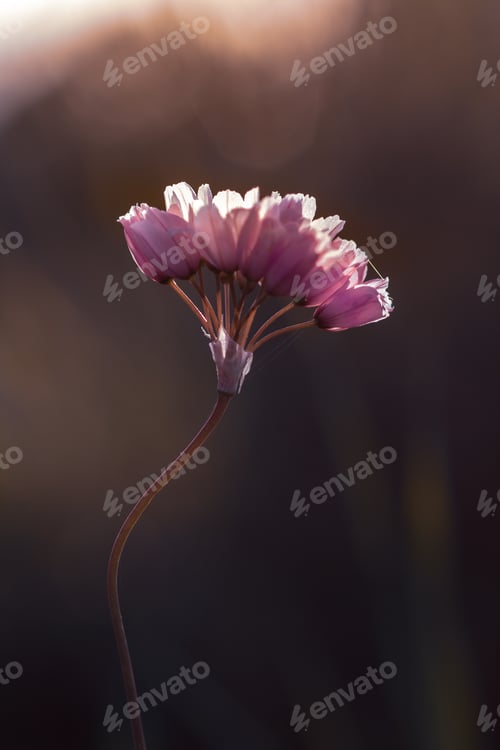Preview: Selective focus of a pink wild flower in a field