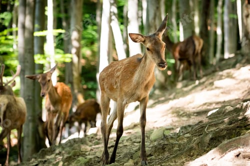 Preview: Group of wild wild deers in the forest