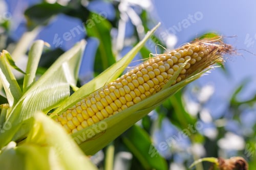 Preview: close-up corn on the field, the concept of growing corn