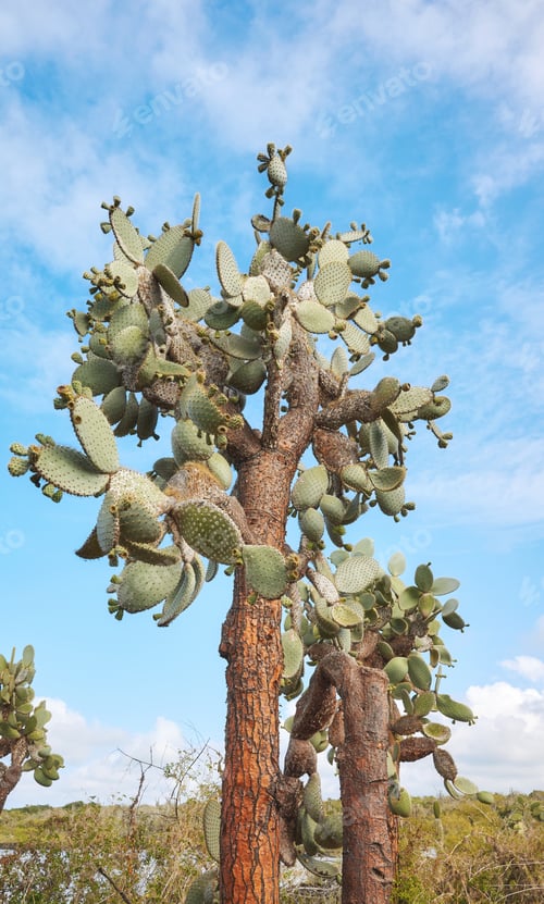 Preview: Giant prickly pear cactus on Santa Cruz Island, Galapagos National Park, Ecuador.