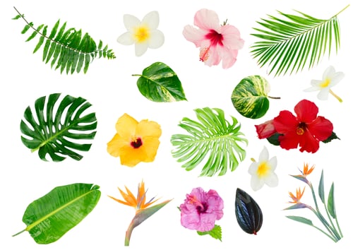 Preview: Tropical green leaves