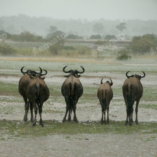 Preview: Wildebeest standing in the rain in the Serengeti, Tanzania, Africa