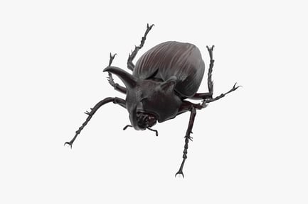 Preview: Detailed Rhinoceros Beetle Stance