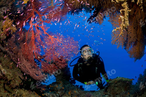 Preview: Scuba diver and gorgonians.