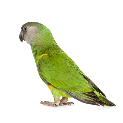 Preview: Senegal Parrot - Poicephalus senegalus