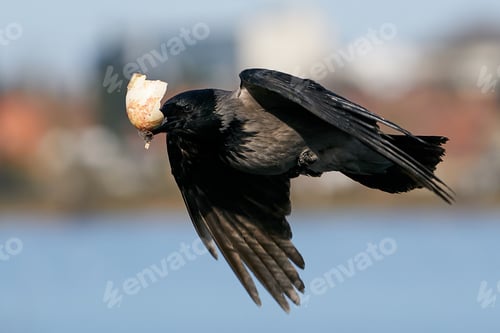 Preview: Hooded crow (Corvus cornix)