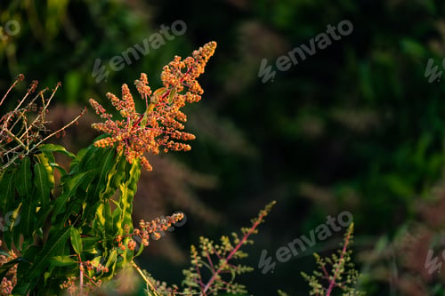 Preview: Mango flower blooming in tropical fruit garden, nature field of organic food plant