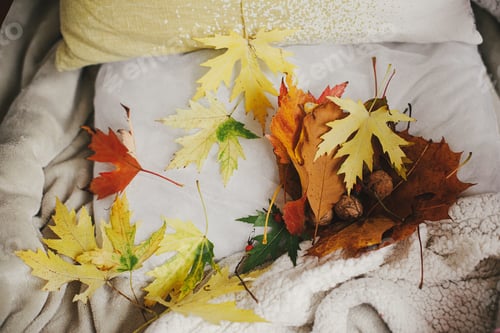 Preview: Beautiful fall leaves on cozy chair with pillow in rustic room. Autumn season, countryside slow life