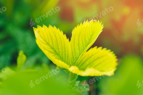 Preview: strawberry leaves background in a strawberry field