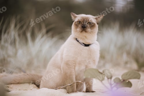 Preview: Cat on the beach dunes