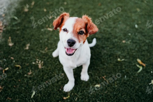 Preview: portrait of cute jack russell dog smiling outdoors sitting on the grass, summer time
