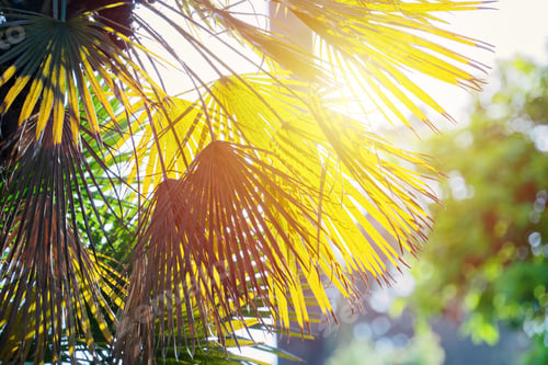 Preview: Sunshine light through palm leaves. Summer vibes