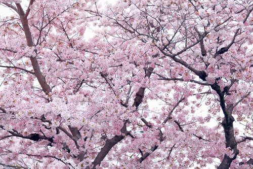 Vorschau: Sakura-Baum