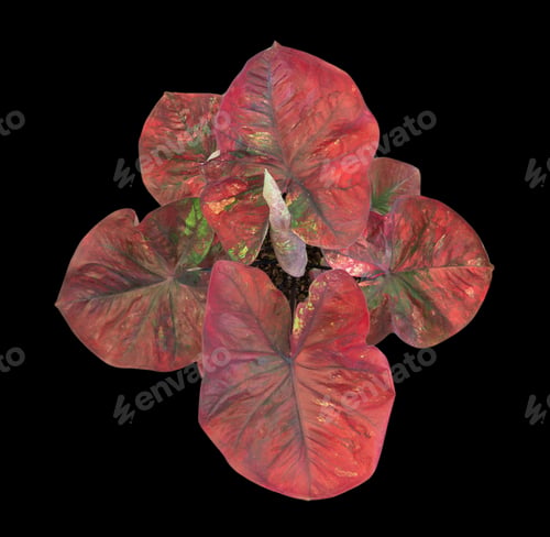 Preview: Beautiful colorful caladium on Black background isolate with clipping path. Queen