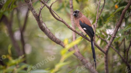 Preview: A Grey Treepie resting and perched on the branch tree of a forest park