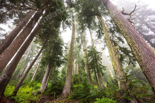 Preview: Fog in the forest