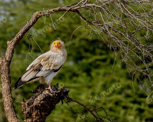 Preview: Closeup of an Egyptian vulture perched on a tree in a field
