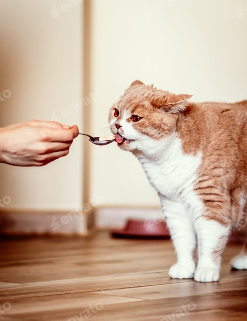 Preview: Orange and White Cat Eating from a Spoon