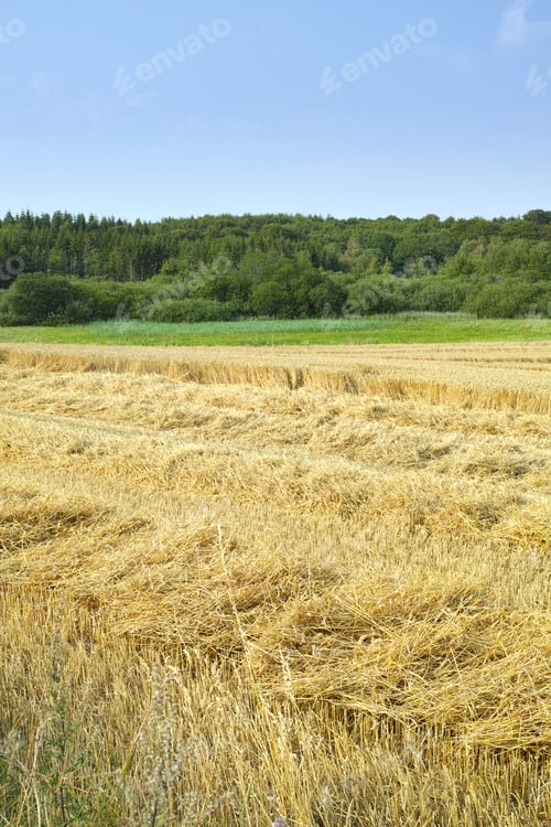 Preview: Time for harvest