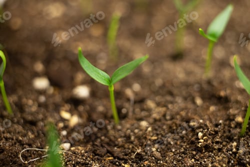 Preview: Pepper seedlings germinate in a seedling tray. Seeds growing at home
