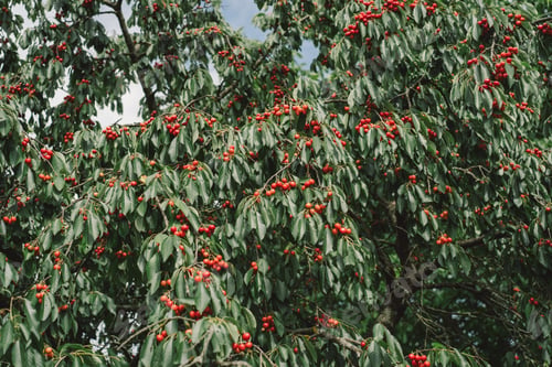 Preview: Cherry tree branch.