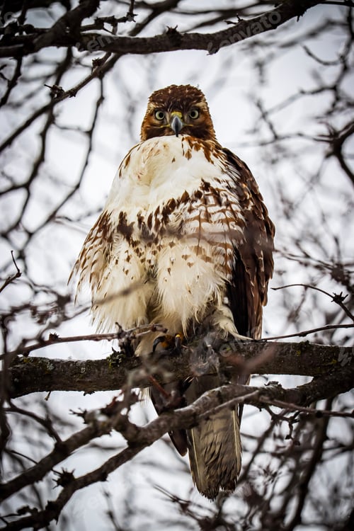 Preview: a beautiful hawk perched on a tree