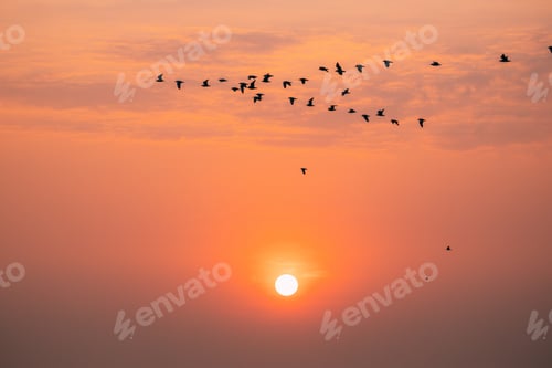 Preview: Flocks Of Wild Birds Flying In Sunset Sunrise Orange Sky. Sundown At Sunset. Natural Sunrise Sky In