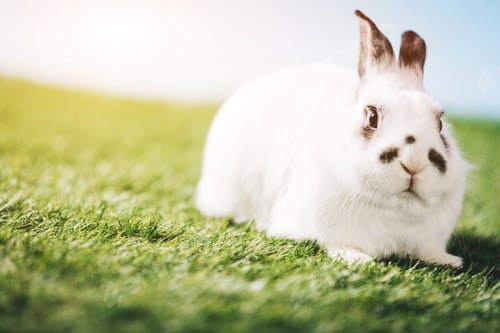 Preview: White rabbit laying on green grass.