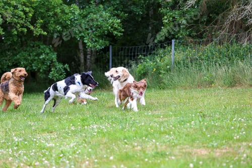 Preview: Group of cute playful dogs running in the meadow field in spring