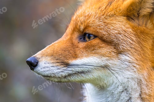 Preview: Sideview portrait of European red fox