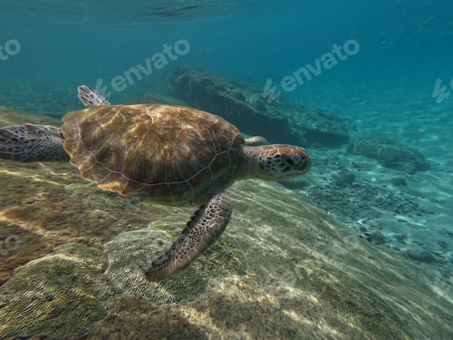 Preview: the turtle swimming over the water is looking to be smiling