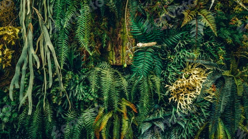 Preview: Close-up view of a group of tropical green leaves, textured and abstract background.