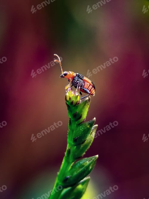 Preview: Rhagonycha fulva, nature background photo