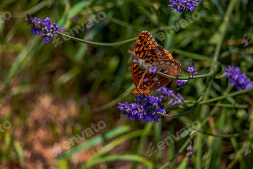 Preview: Butterfly in the lavender field