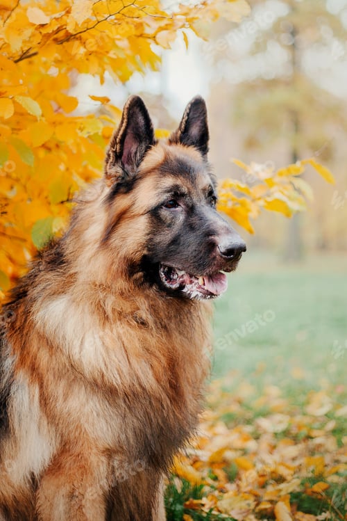 Preview: German Shepherd dog with leaves in autumn. Dog in nature. Autumn mood. Shepherd dog in falling leave