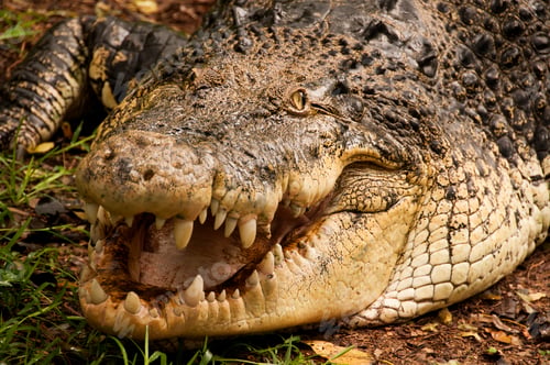 Preview: Close up of a crocodile
