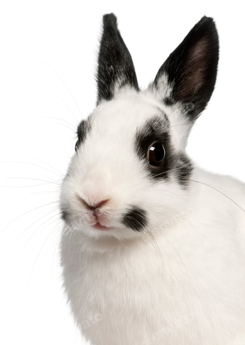 Preview: Close-up of Dalmatian rabbit, 2 months old, Oryctolagus cuniculus, in front of white background