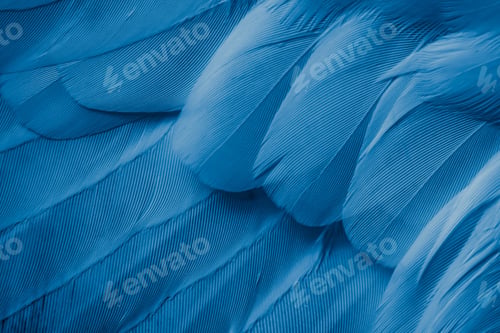 Preview: blue feather pigeon macro photo. texture or background
