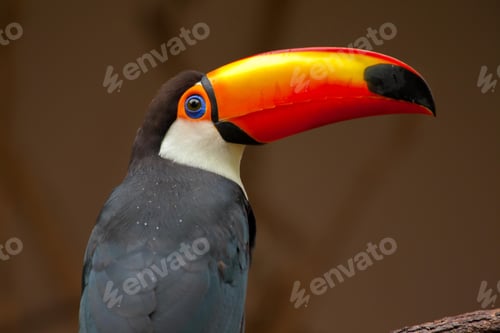 Preview: toucan, bird, colours, tropics