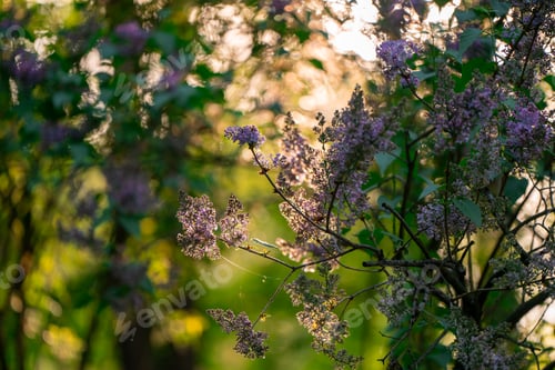 Preview: Beautiful lilac bush growing in the park at sunset on a sunny day. Nature. Selective focus