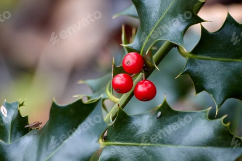 Preview: Fresh Holly Branch