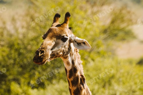 Preview: Giraffe