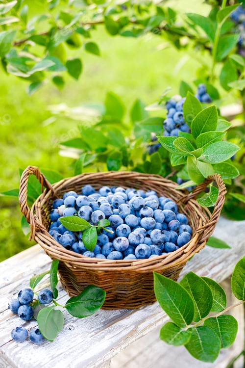 Preview: Blueberry. Fresh berries with leaves in basket in a garden. Harvesting blueberry