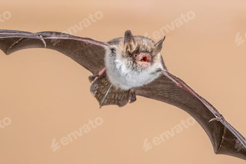 Preview: Flying Natterers bat isolated on bright brown background