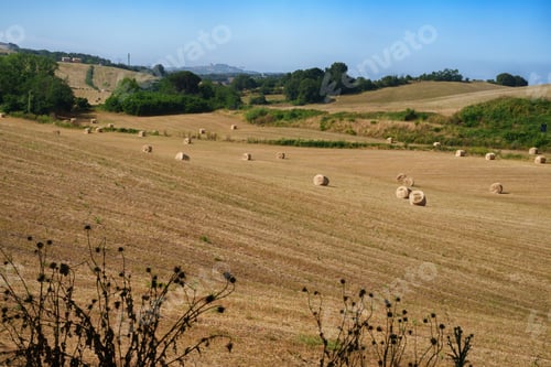 Preview: Rural landscape near Bolsena, Lazio, Italy