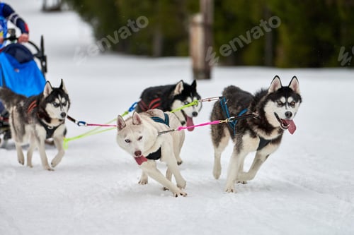 Vista previa: Husky sled dog racing